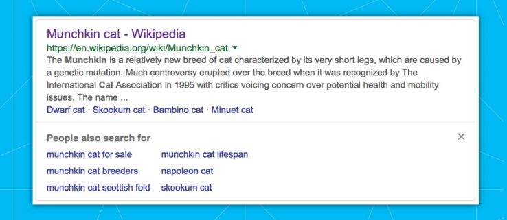 munchkin-cat-01-93029.jpg