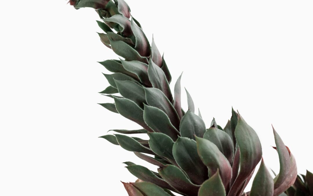 How to Hire a Full-Stack Developer for a React.js/Node.js Project: a Full Guide