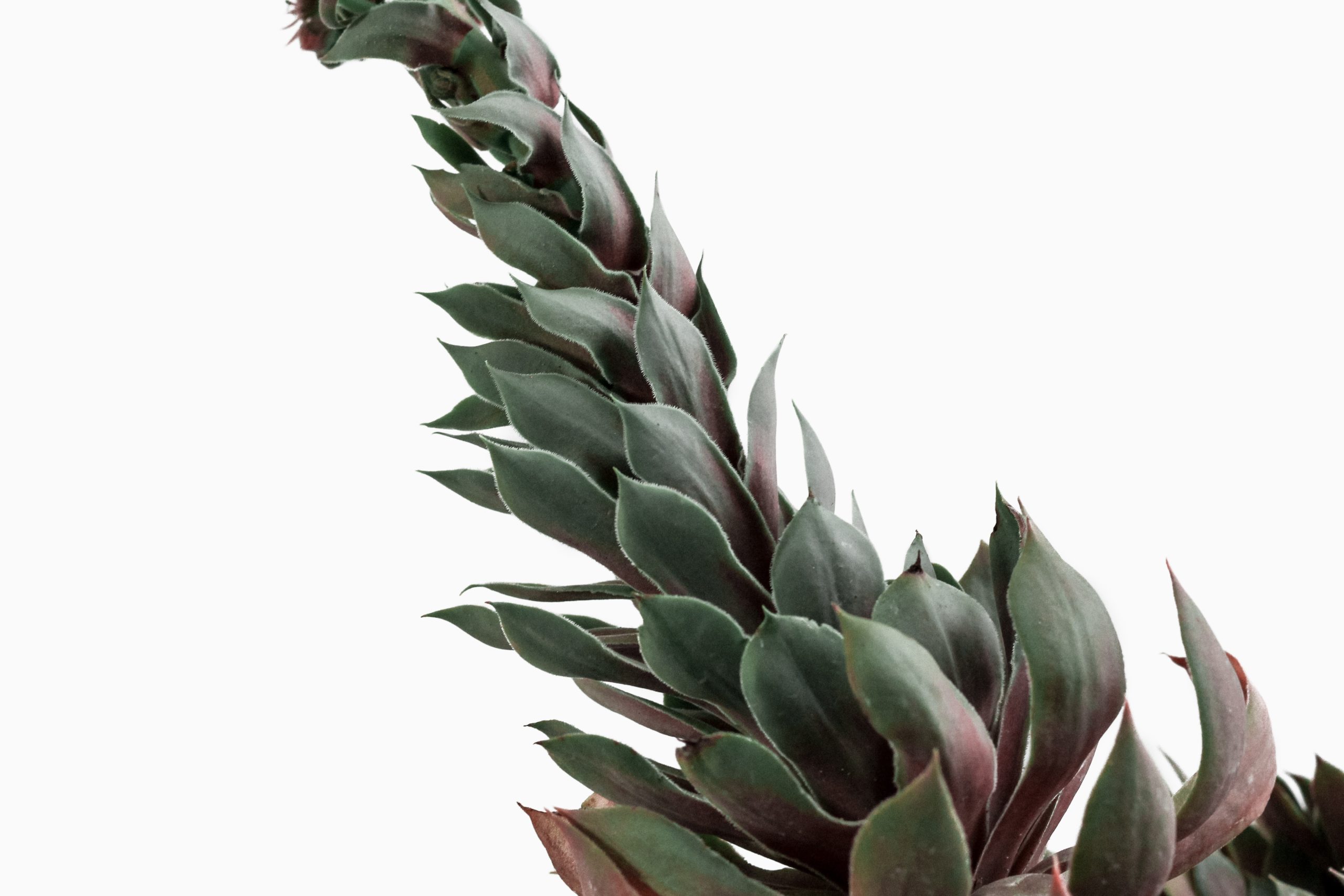 nordwood-themes-SAtiRuCMRu0-unsplash-sca