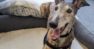 8 Ways to Champion Animals in Your Local Business Marketing Strategy